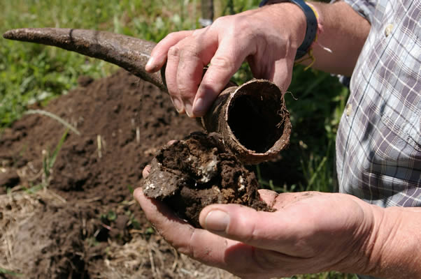 cow horn