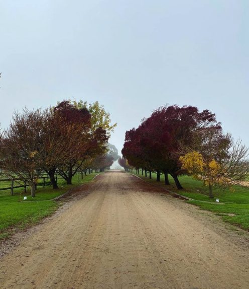 Treelined entrance to the property
